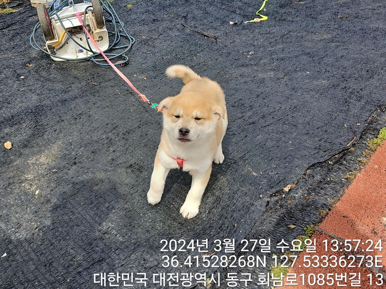 대전동물보호센터_430364202400075